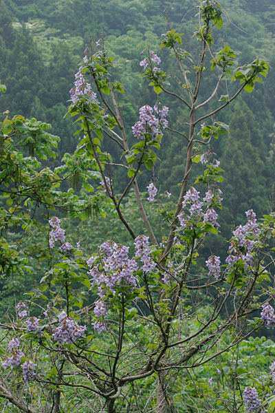 キリの花咲く森林　初夏紫色の花