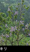 山林に咲くキリの花 無料写真素材