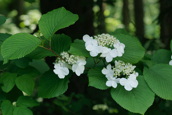 ヤブデマリ 山地森林 4月5月6月 木の花 白い萼が花を囲む 大きい花 無料写真素材 画像