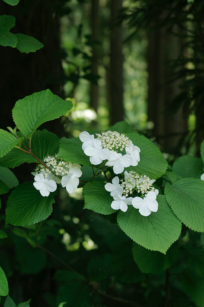 ヤブデマリの花　森の花　フリー写真素材　画像2