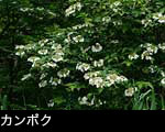 カンボク森に咲く白い花 画像 無料写真素材