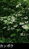 山野の花カンボク 画像 写真 フリー素材