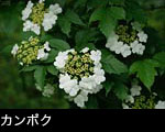 夏の山野草「カンボク」の白い花 無料写真素材