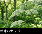 森林 夏の花 オオハナウド フリー写真素材　