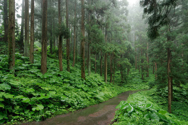 杉の木 杉の森林 林道 画像2 無料写真素材