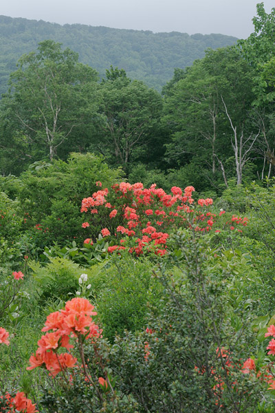 初夏の高原で咲く赤い花　フリー写真素材　画像5