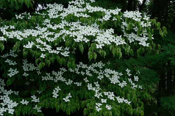 ヤマボウシ 夏に森林の木に咲く白い花 無料写真素材　画像2　