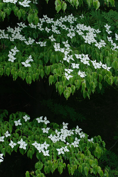 無料写真素材「やまぼうし」6月7月に森林の木に咲く白い花　画像3　