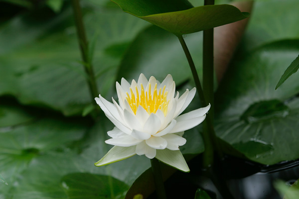 スイレン 池沼に咲く白い花 水性植物 無料写真素材 フリー写真素材　画像1