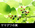 クワの実（ヤマグワ）7月木の実 無料写真素材 フリー 