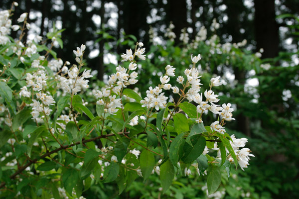 ウツギ 山野 低木 5月6月7月8月 枝に白い花多数咲 花ざかりの森