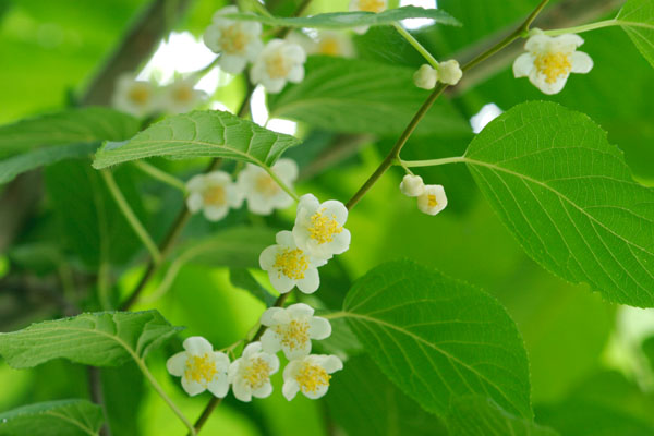 マタタビの花 森林6月7月 白い梅のような花 蔓性 画像3 フリー写真素材 花ざかりの森