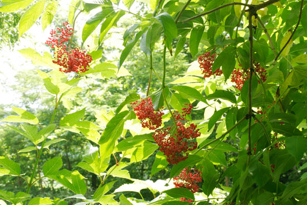 6月7月林縁で真っ赤な果実をつける ニワトコ 画像4 フリー写真素材 