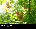 6月赤い木の実ニワトコ無料写真素材