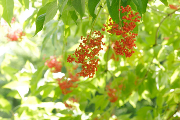 6月7月林縁で真っ赤な果実をつける ニワトコ 画像4 フリー写真素材