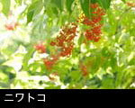 ニワトコ赤い実 フリー写真素材