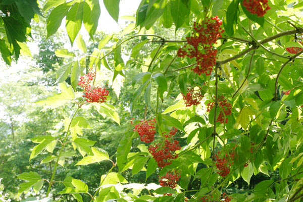 ニワトコ 初夏 鮮やかな赤い実が総で垂れ下がる ニワトコ 画像7 フリー写真素材 