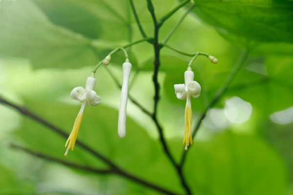 ウリノキ　山地 森林 低木 円柱形の蕾 花弁がまくり上がる 白い花 無料素材 画像1