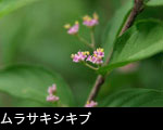 無料写真素材「ムラサキシキブ」植物 森林の木に咲く赤紫の花