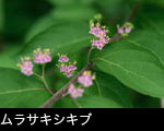 ムラサキシキブの花 画像 写真 フリー素材