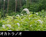 夏 山野の白い花オカトラノオ 画像 写真 フリー素材