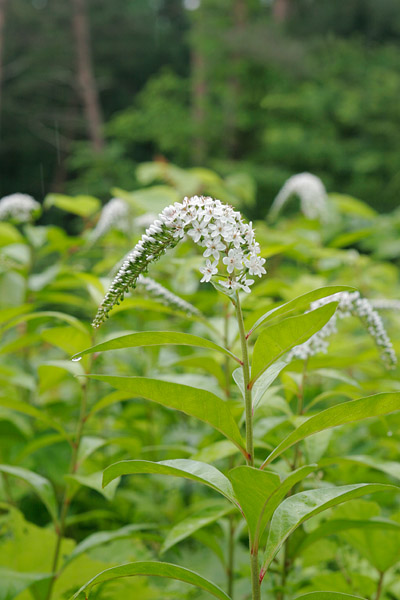 オカトラノオ 夏の森林 白い花 山野草 無料写真素材 画像4 花ざかりの森