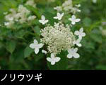ノリウツギ夏の森林で咲く白い木の花 無料写真素材
