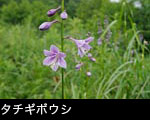 タチギボウシの花 夏に咲く紫の山野草 フリー写真素材