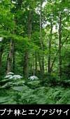 山野草 ヤマアジサイ咲くブナの森 フリー写真素材