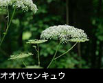 オオバセンキュウ 森林山野 大型の白い花 無料写真素材
