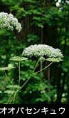 オオバセンキュウ 山野の花 無料写真素材ストックッフォト