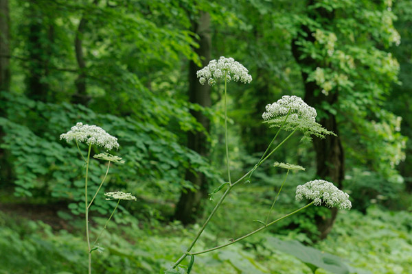 オオバセキュウ 山地 深山 夏 秋 大型の植物 白い小花が集合 フリー写真素材 画像3