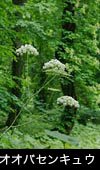 オオバセンキュウ 花期7月8月9月森林山野 白い花 無料写真素材