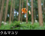 クルマユリ 7月8月の赤い花 山野草 無料写真素材