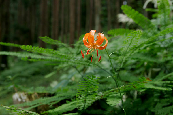 クルマユリ 7月8月 オレンジ色 小さいゆりの花 山野草 無料写真素材　画像2