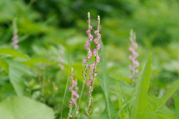 ネジバナ　夏の山野草　ピンク色の花 　無料写真素材　画像2「花ざかりの森」