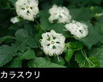 山野草カラスウリ花 フリー写真素材