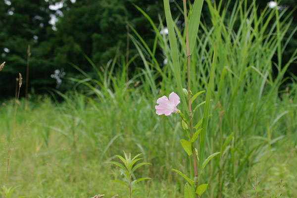 ヒルガオの花 里山野原7月8月アサガオに似た淡いピンクの花 フリー写真素材 画像1