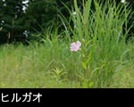 山野森林 ヒルガオの花 写真 画像 フリー写真素材