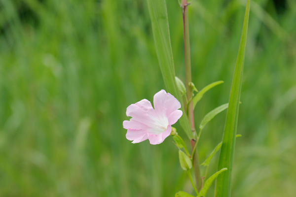 ヒルガオ 野の花 夏 アサガオに似た薄紅色の花 無料写真素材 フリー写真素材 画像2
