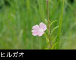 山野草 昼顔の花 無料写真素材