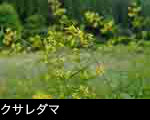 クサレダマ 7月8月に咲く黄色い花 山野草 無料写真素材