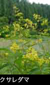 夏 黄色い花 山野草 クサレダマ フリー写真素材
