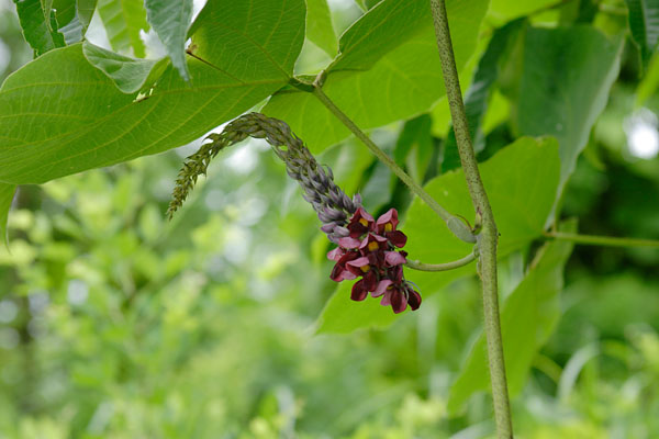 秋の七草 クズ　蔓植物　赤紫色の花　山野草　フリー写真素材 　画像2