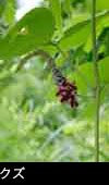 クズ 花期7月8月9月 森林山野の赤紫の花 無料写真素材 万葉集