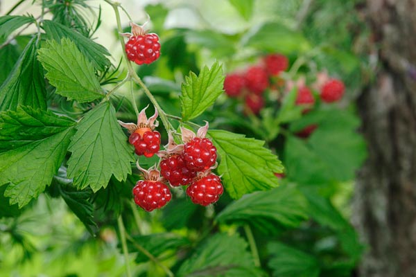 ナワシロイチゴの赤い果実（キイチゴ・野いちご） 無料写真素材 画像3