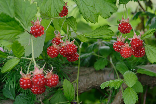 ナワシロイチゴの果実（キイチゴ・野いちご）フリー写真素材 画像4
