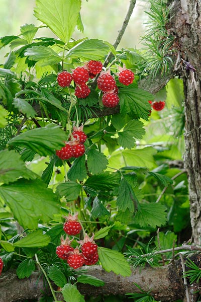 ナワシロイチゴの果実（キイチゴ・野いちご）縦 フリー素材 無料 画像5