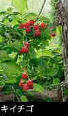 ナワシロイチゴ（サツキイチゴ）野イチゴ 画像 写真 フリー
