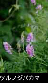 ツルフジバカマ 花期7月8月9月紫の花 フリー写真素材